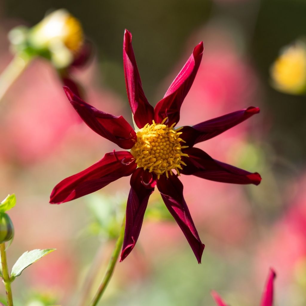 Dahlia Honka Verrone's Obsidian