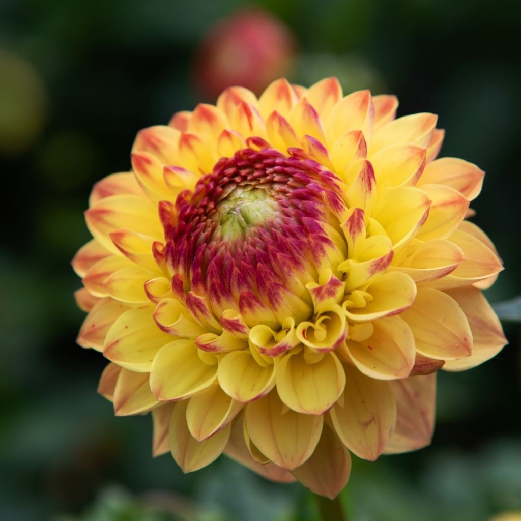 Dahlia pompon Sunny Boy