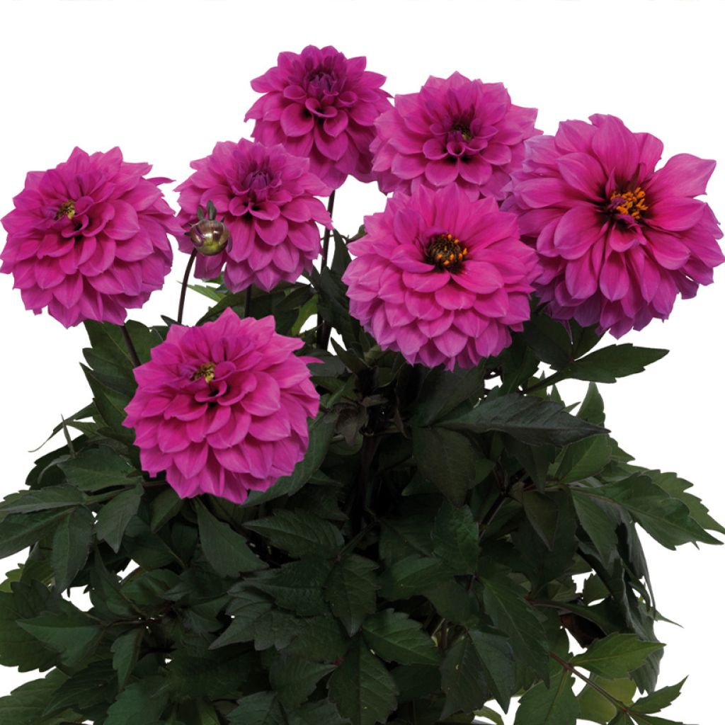 Dahlia nain Gardenetta Lavender