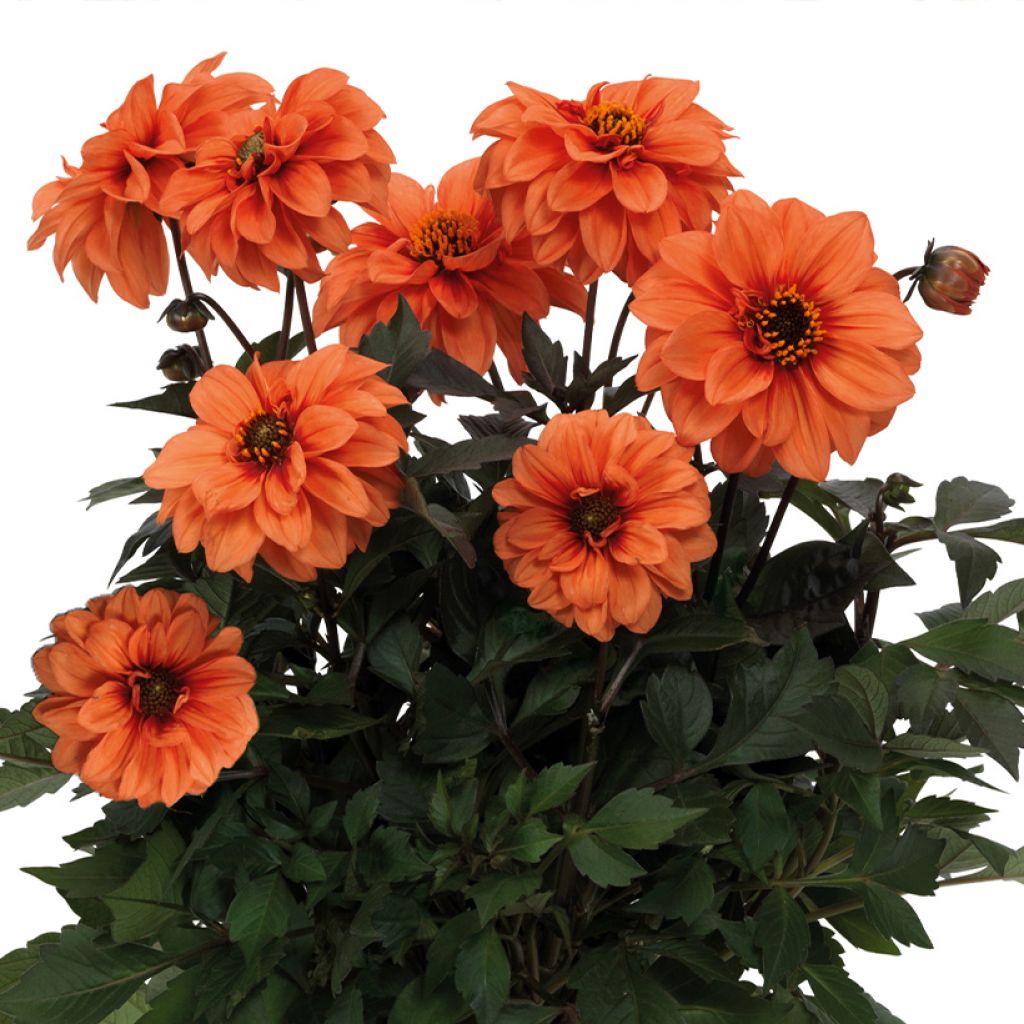 Dahlia nain Gardenetta Orange