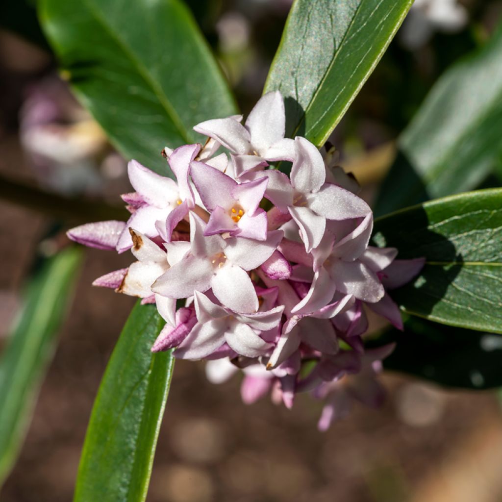 Daphne Spring Beauty
