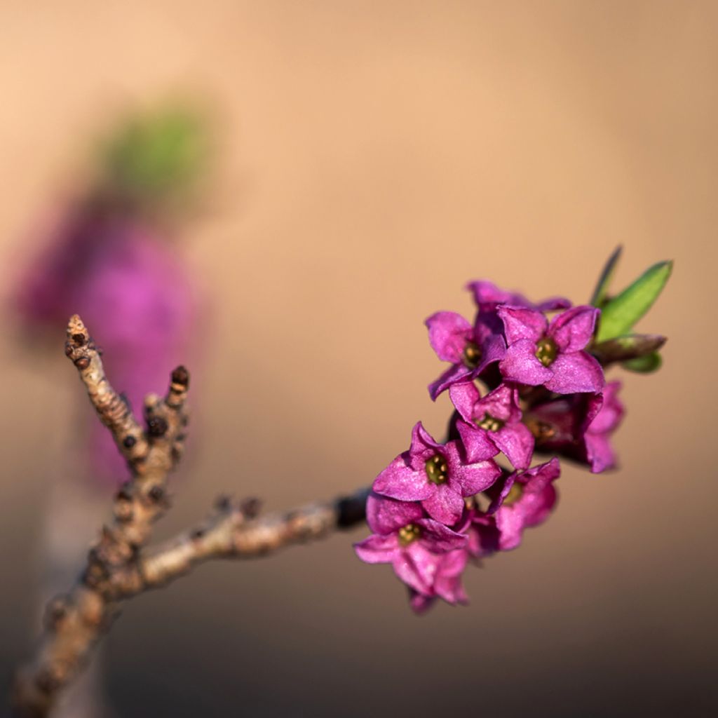 Daphne mezereum var. rubra