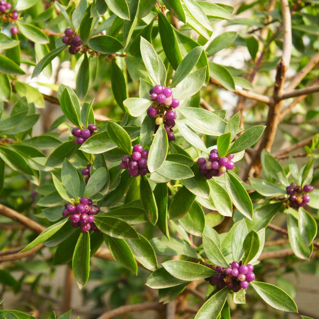 Daphne odora Sweet Amethyst - Daphné odorant