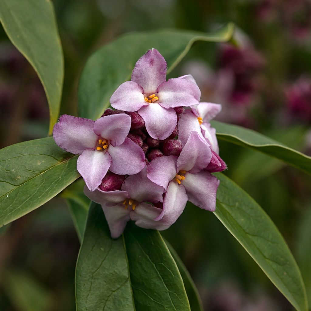 Daphne odora Sweet Amethyst - Daphné odorant