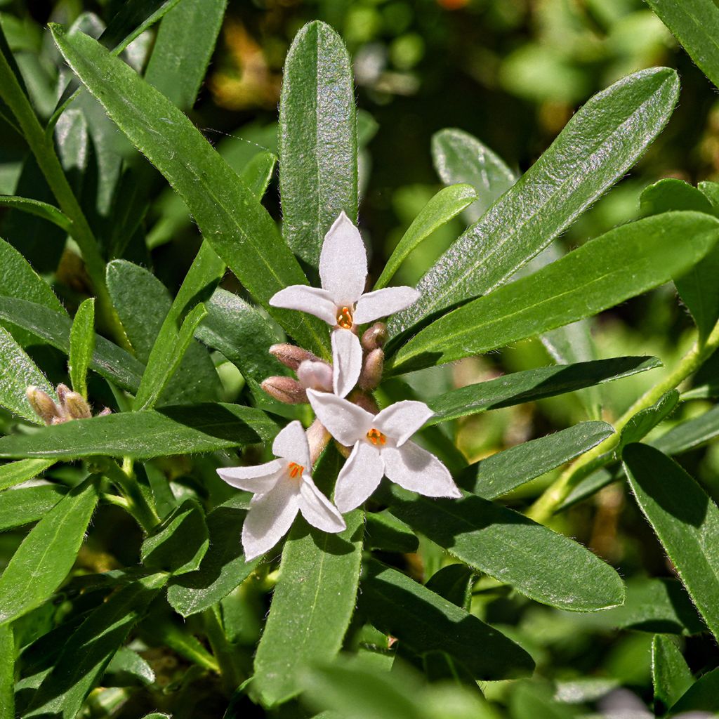 Daphne x transatlantica Eternal Fragrance
