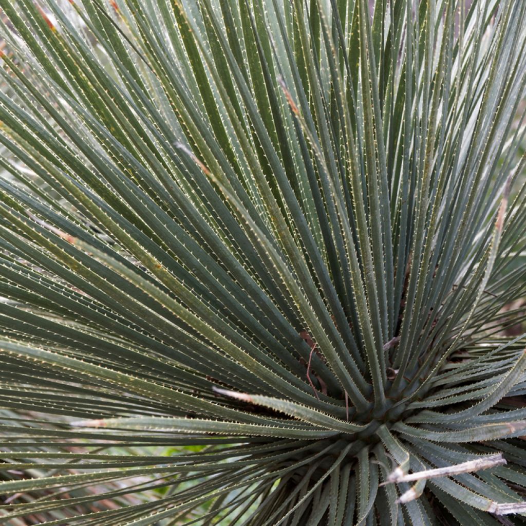 Dasylirion glaucophyllum