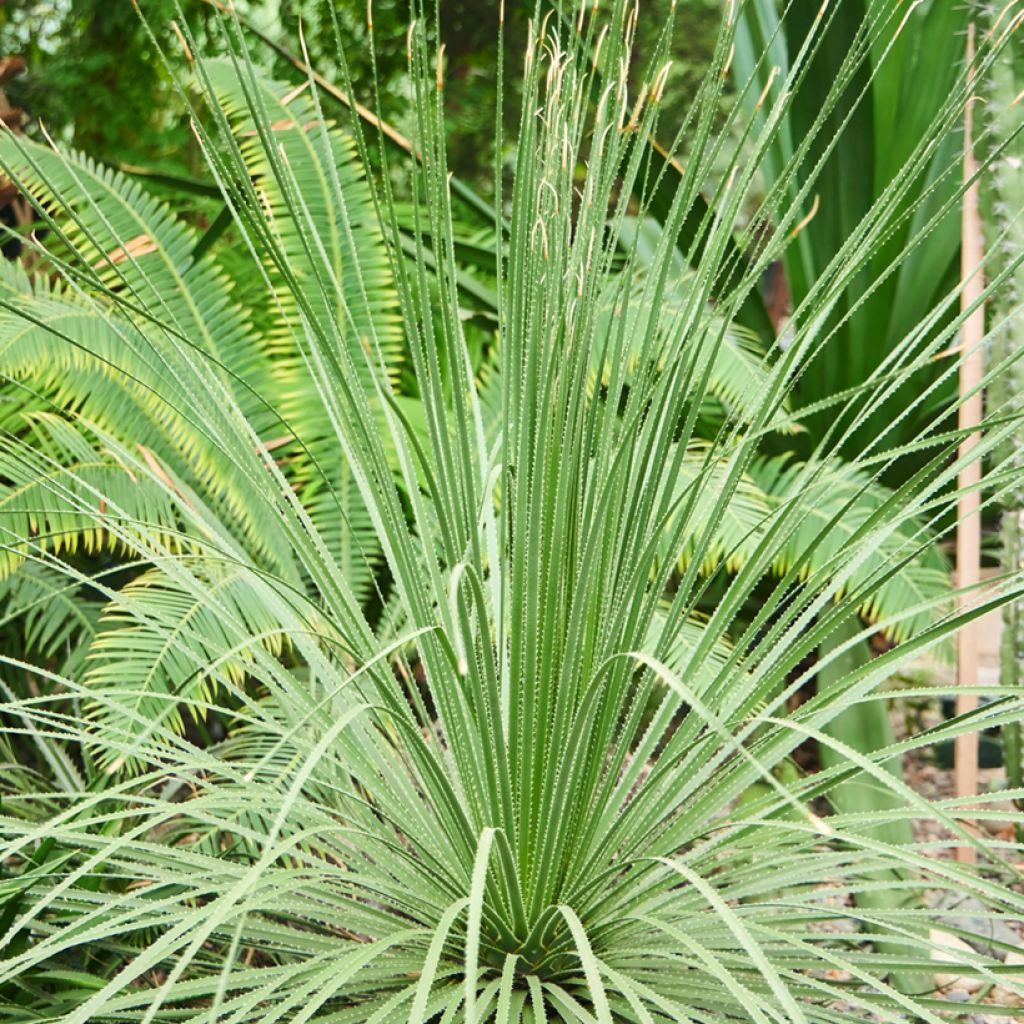 Dasylirion longissimum