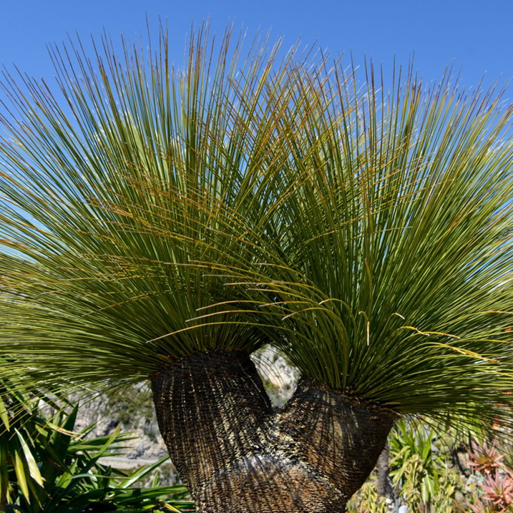 Dasylirion quadrangulatum - Dasylire ou Sotol quadrangulaire