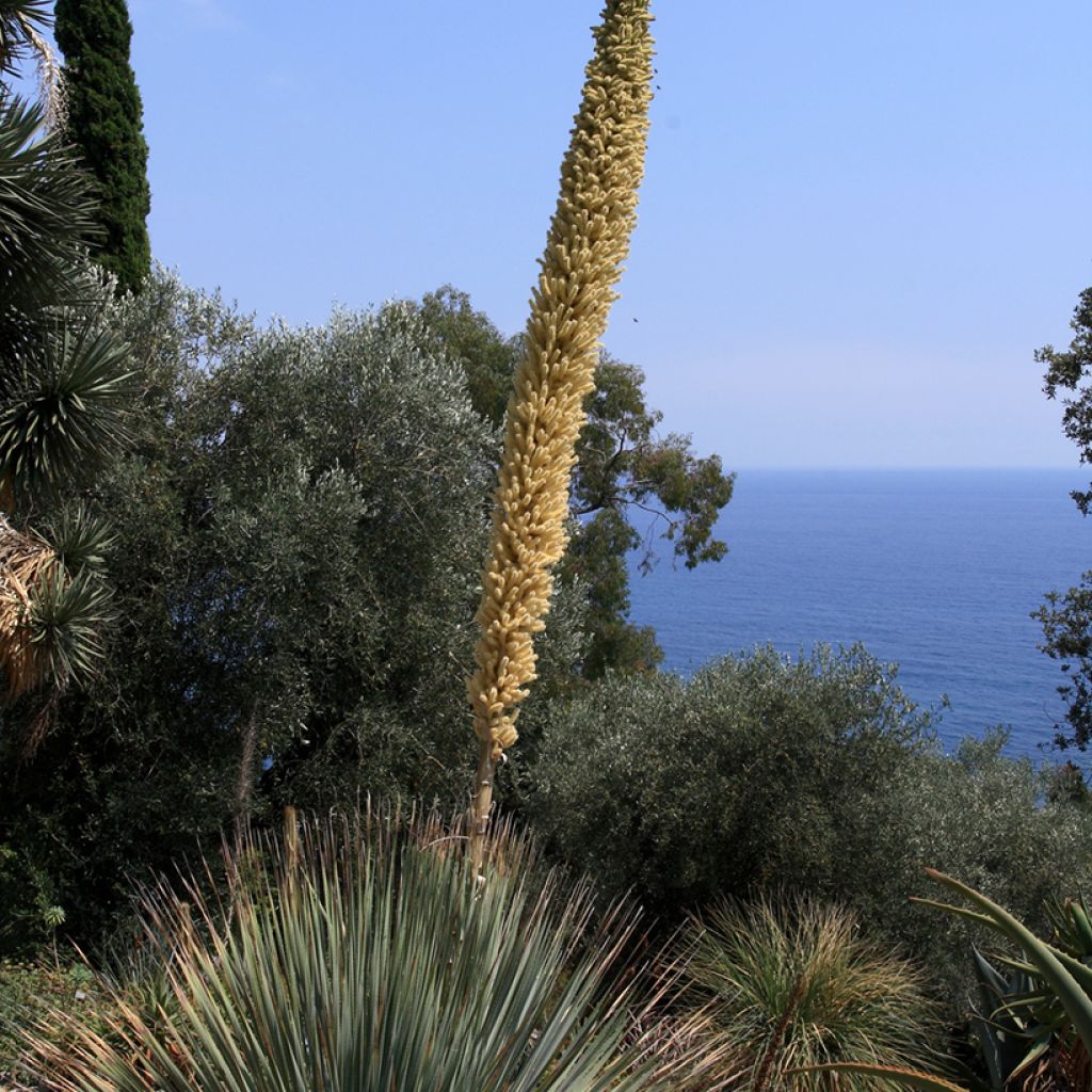 Dasylirion serratifolium - Dasylire, Sotol