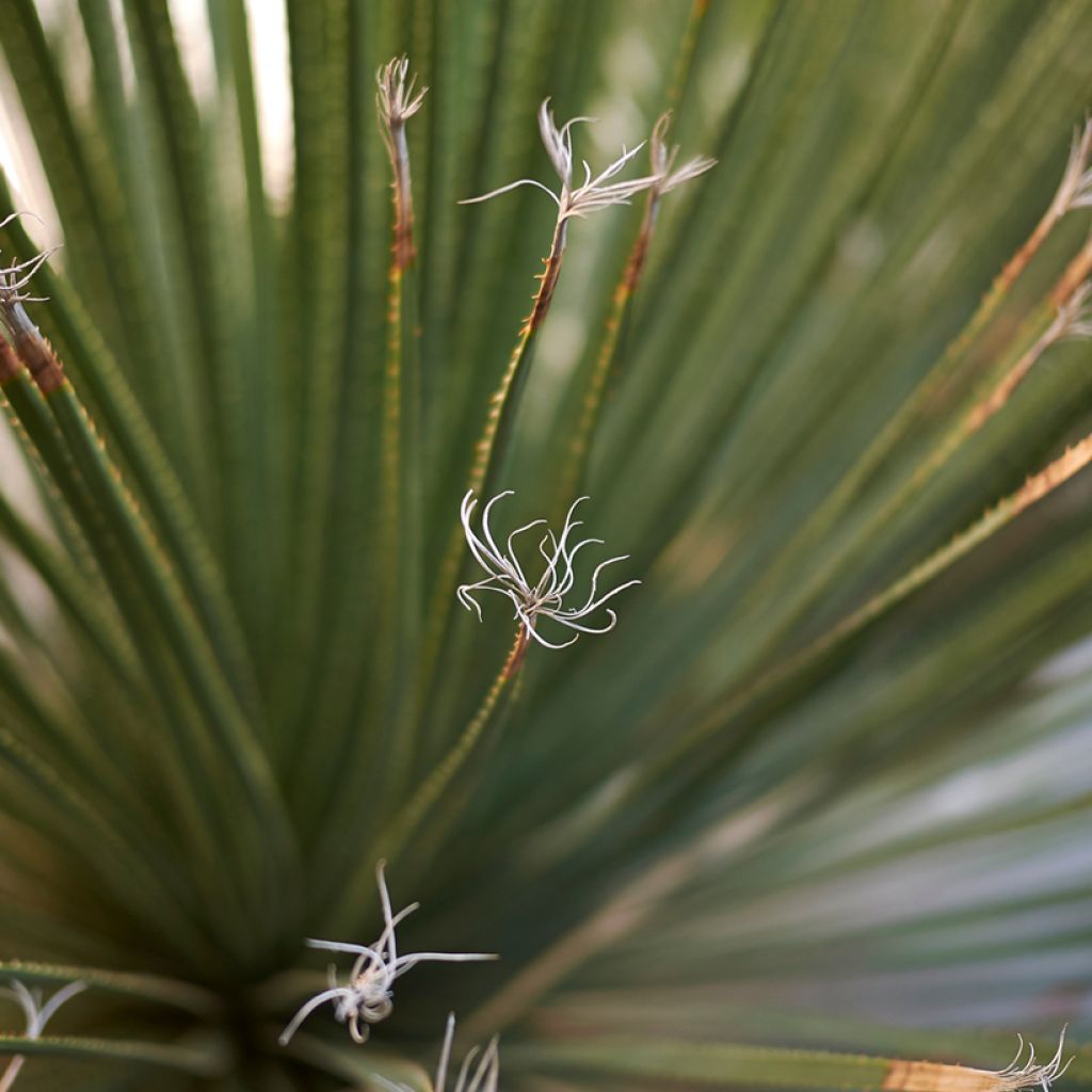 Dasylirion serratifolium - Dasylire, Sotol