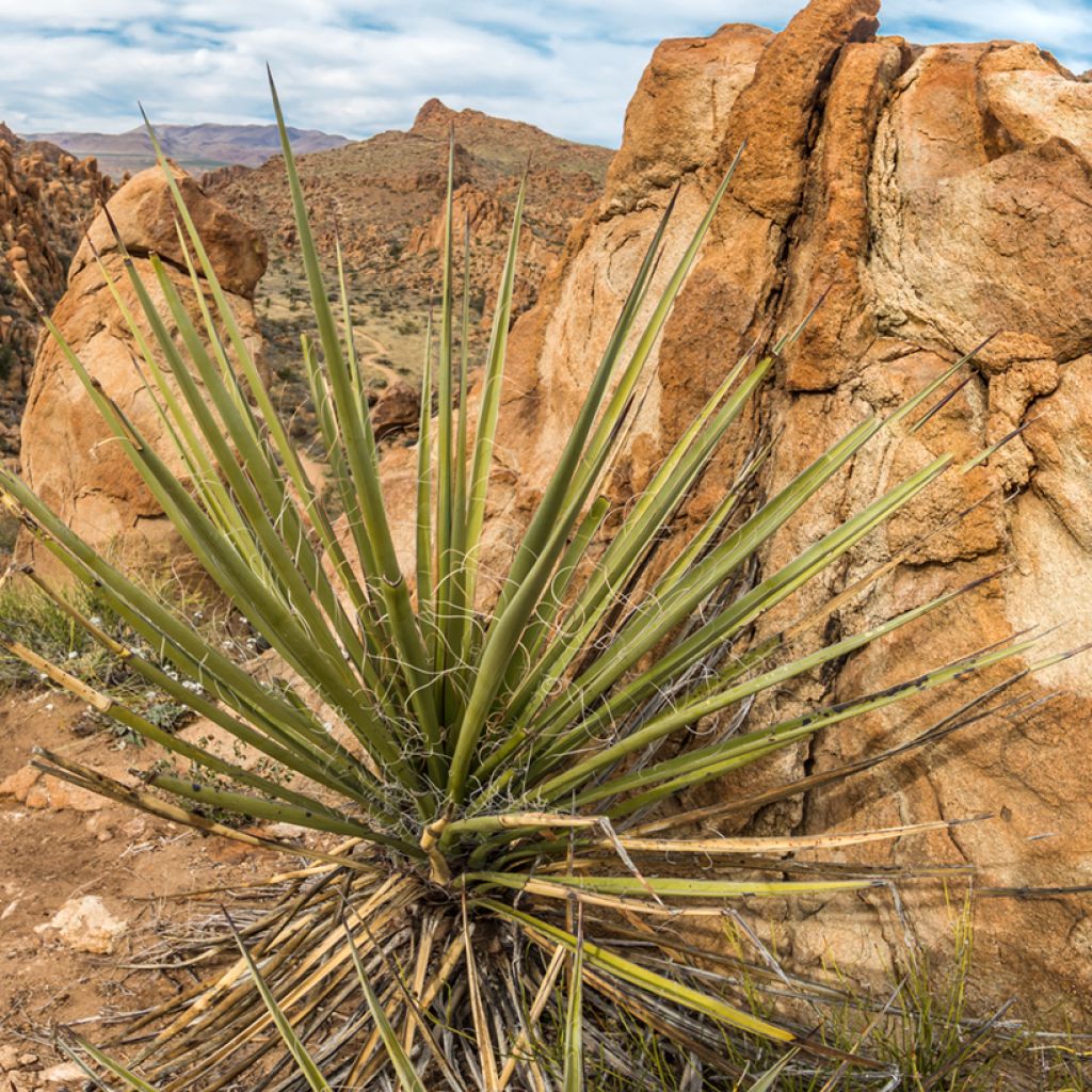 Dasylirion texanum - Sotol du Texas