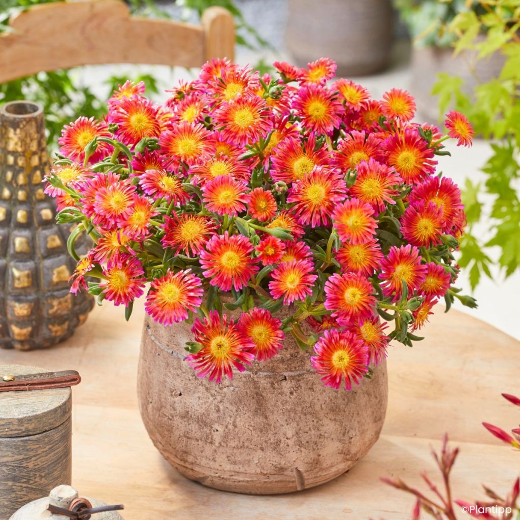 Delosperma Ocean Sunset Orange Glow