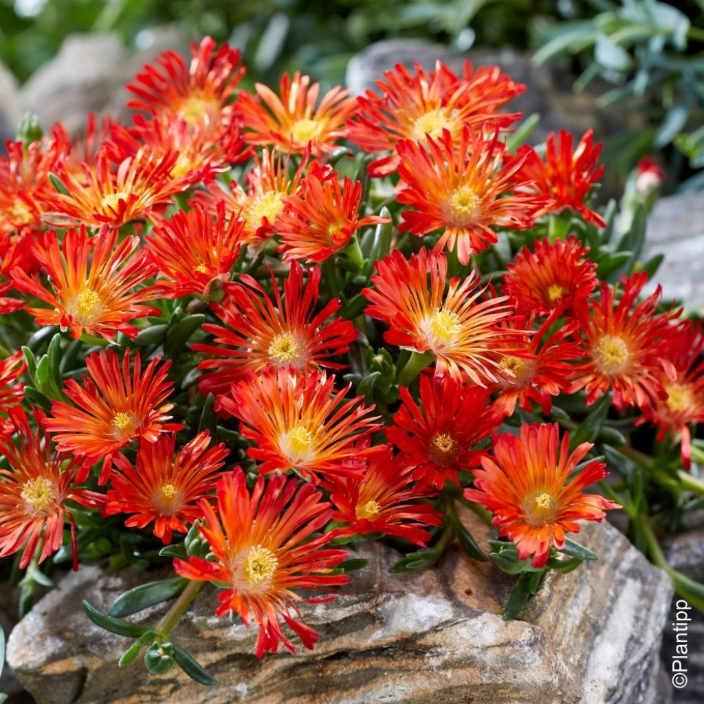 Delosperma Ocean Sunset Orange Vibe