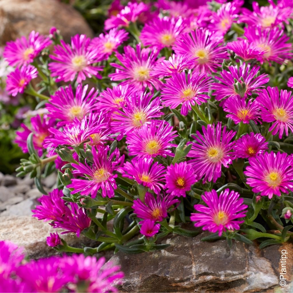 Delosperma Ocean Sunset Violet