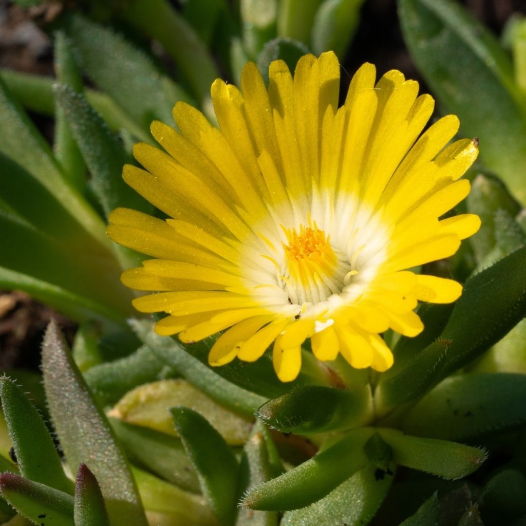 Delosperma Wheels of Wonder Golden