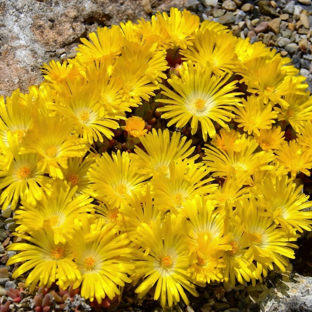 Delosperma Wheels of Wonder Golden