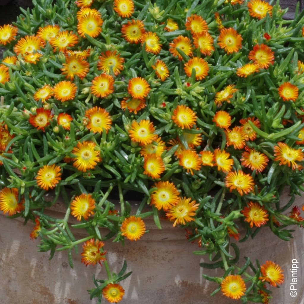 Delosperma Wheels of Wonder Orange