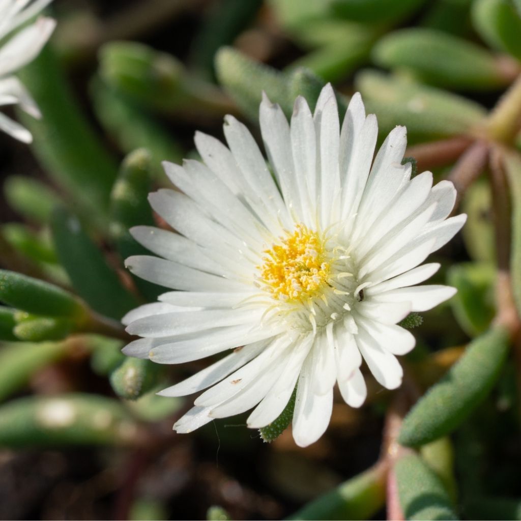 Delosperma Wheels of Wonder White