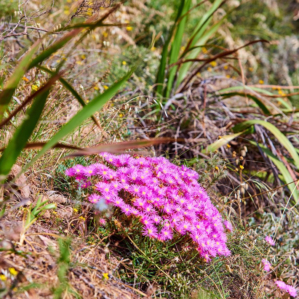 Delosperma cooperi - Pourpier de Cooper