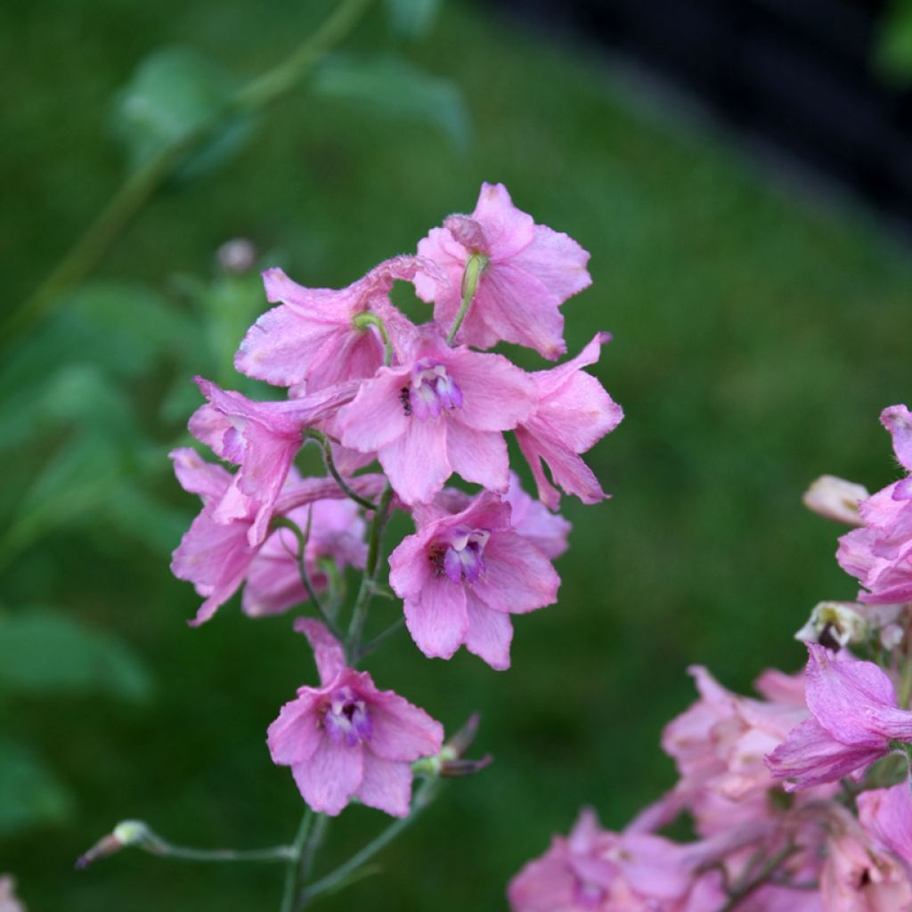 Delphinium ruysii Pink Sensation - Pied d'Alouette vivace