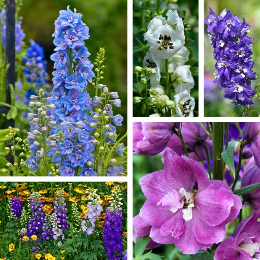 Graines de Delphinium Magic Fountain mix - Pied d'alouette hybride en mélange