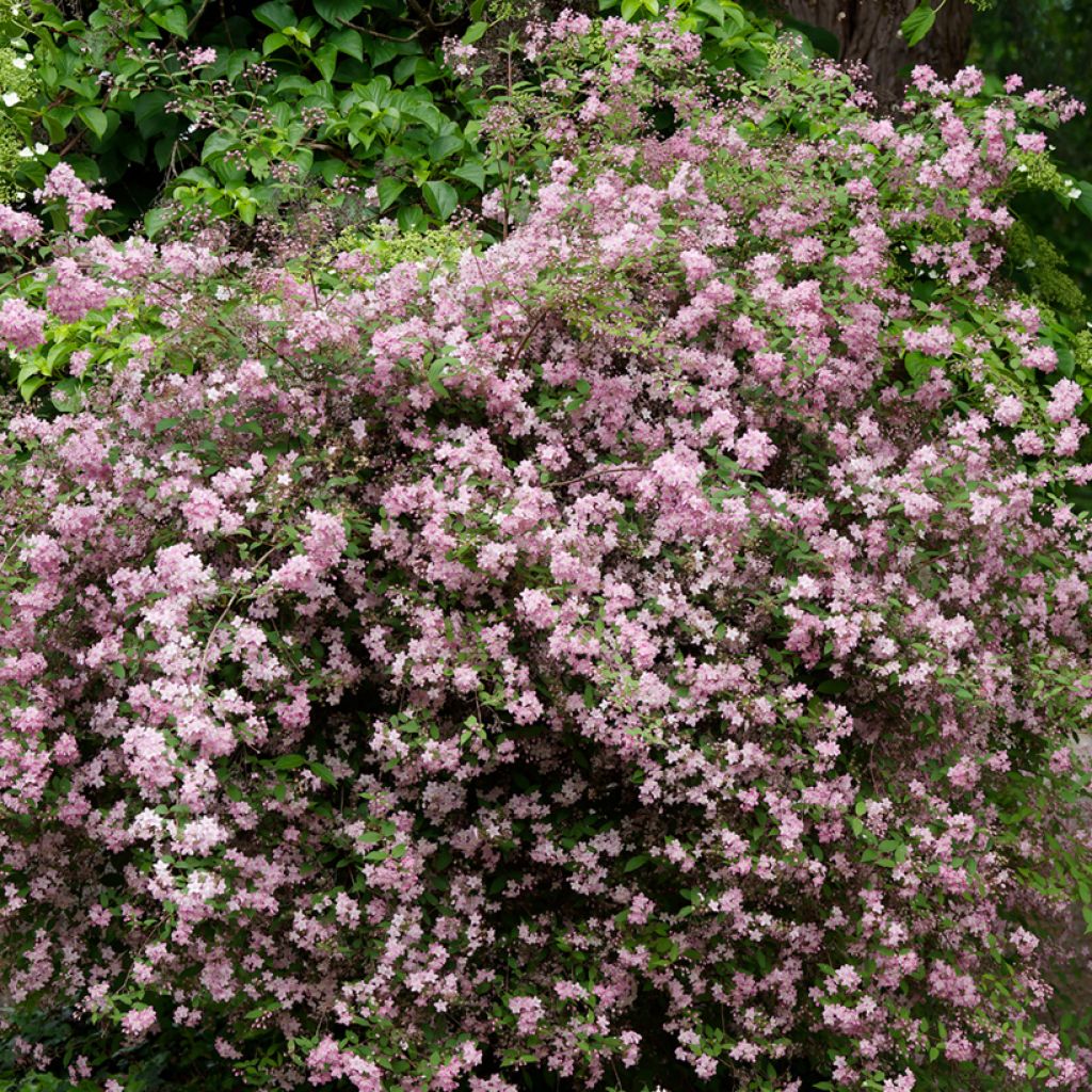 Deutzia elegantissima Rosealind