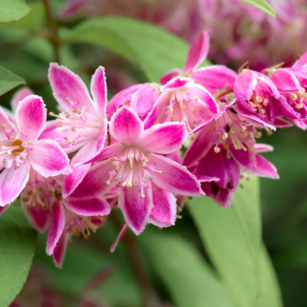 Deutzia hybrida Strawberry Fields - Deutzie