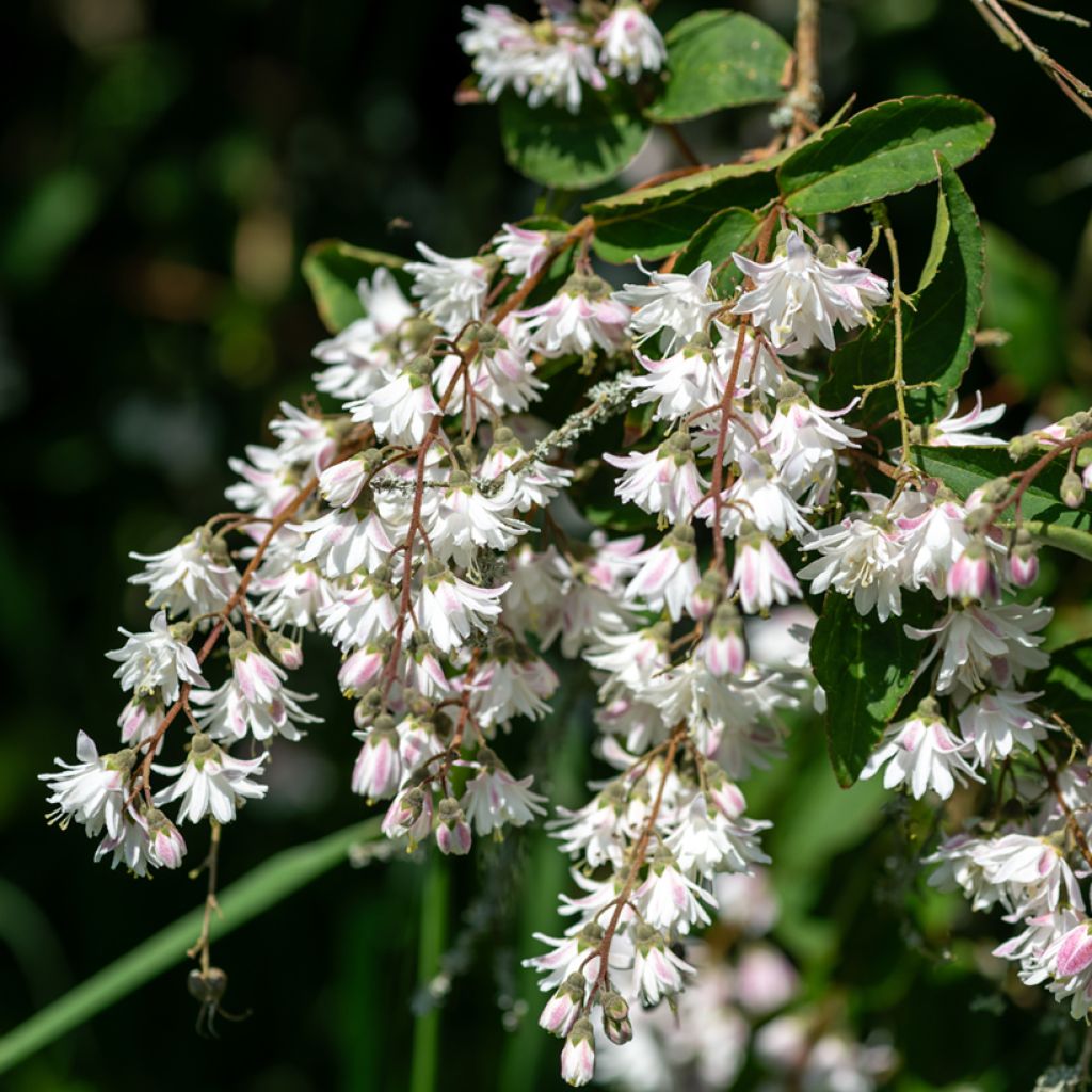 Deutzia scabra Codsall Pink - Deutzie