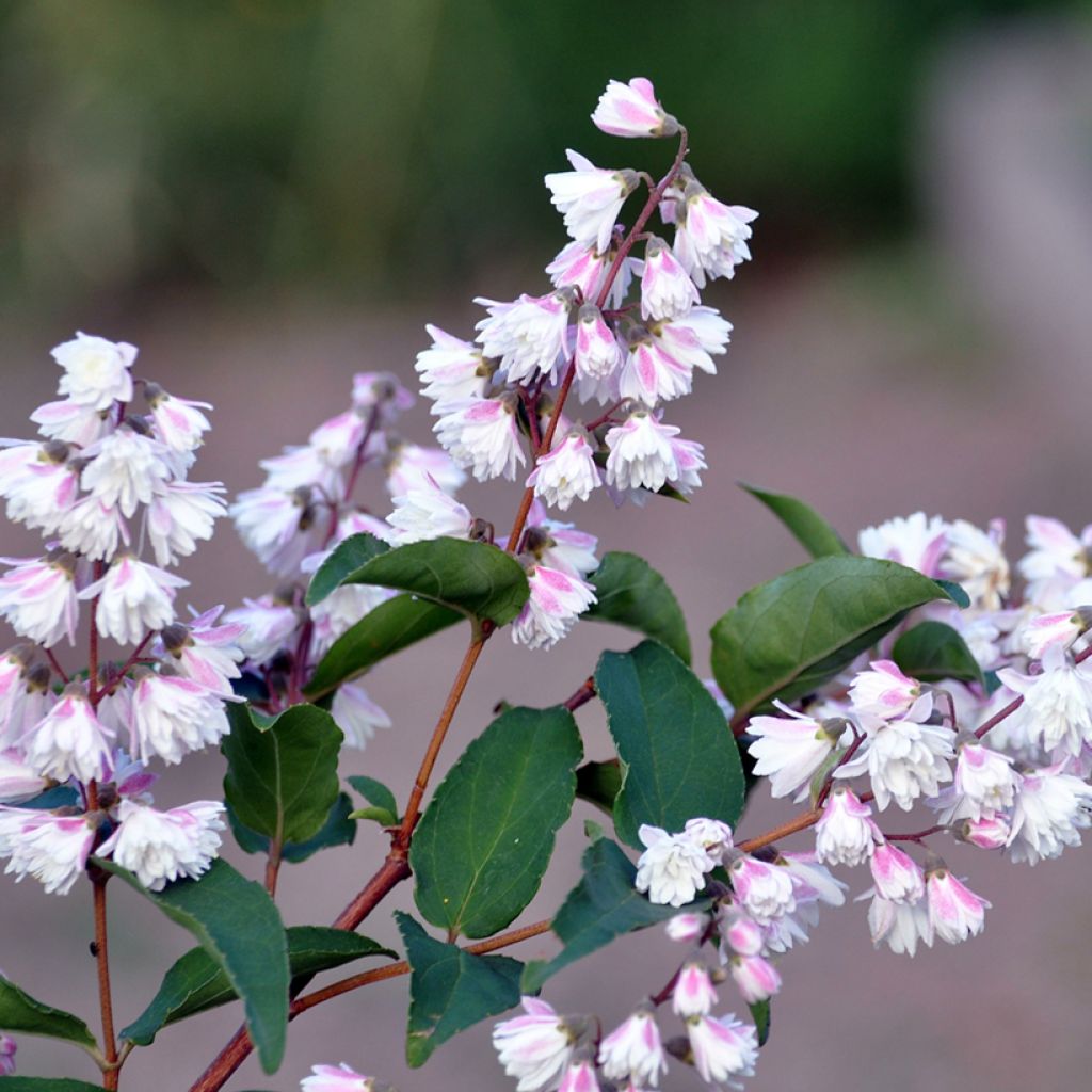 Deutzia scabra Plena - Deutzie