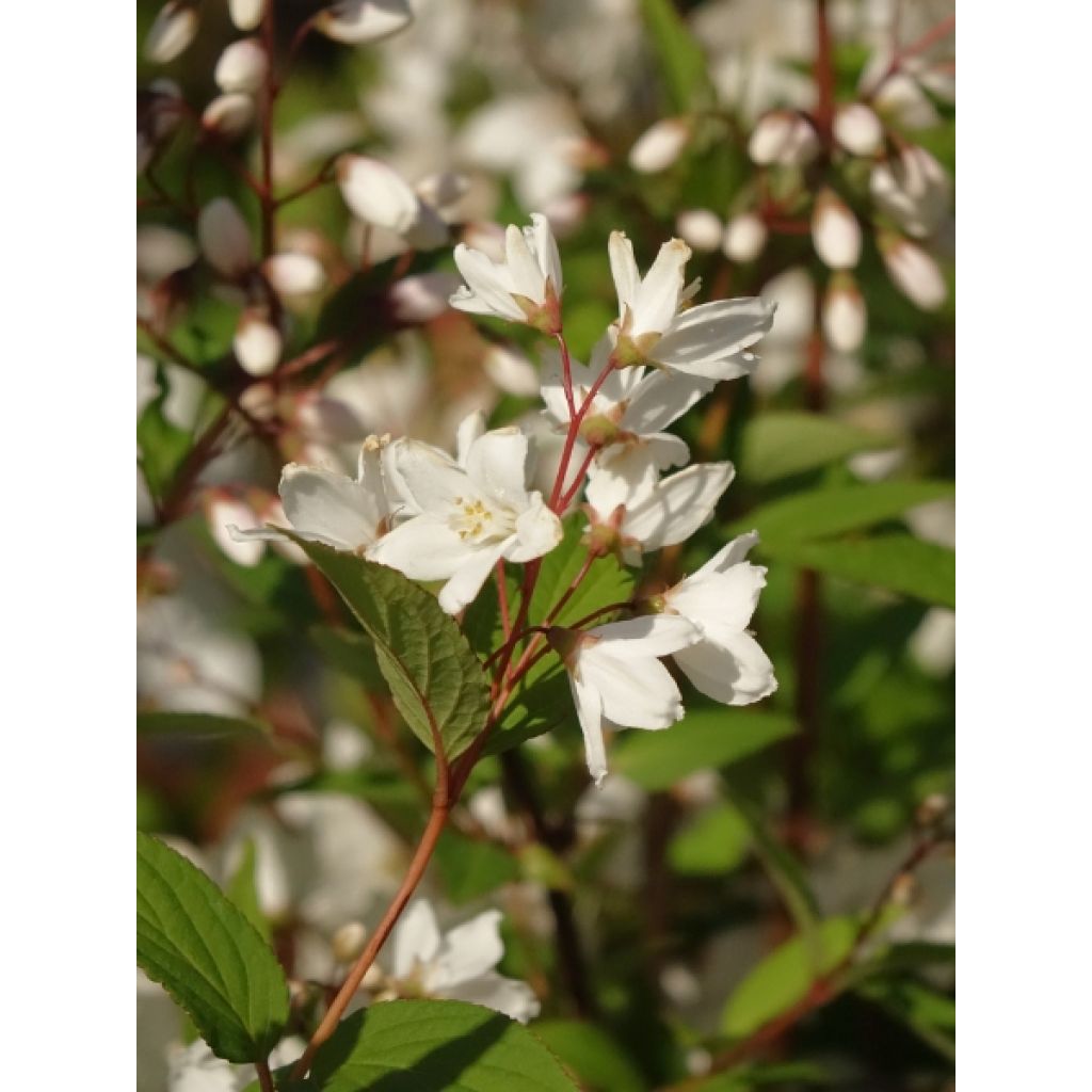 Pivoine Claire de Lune