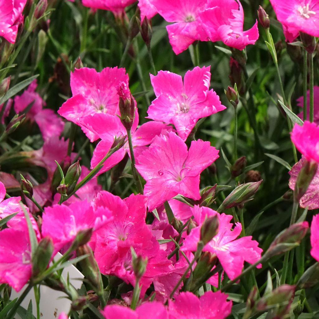 Dianthus gratianopolitanus Kahori - Œillet de pentecôte