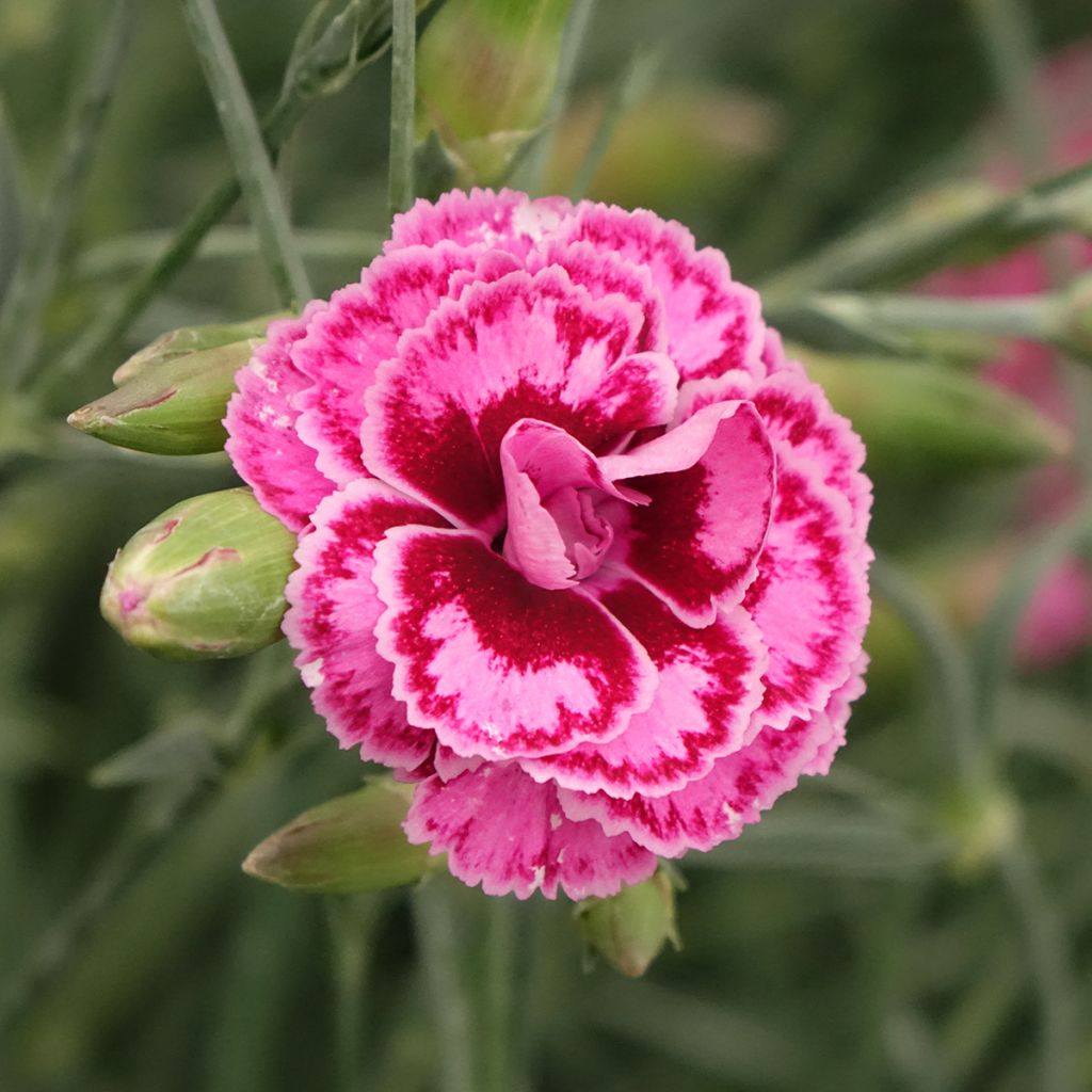 Dianthus plumarius Moulin Rouge (Pink Bicolour) - Oeillet mignardise