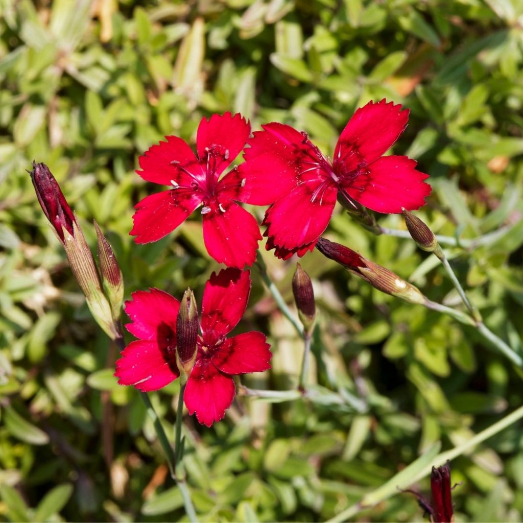Dianthus deltoides Flashing Light - Oeillet des landes