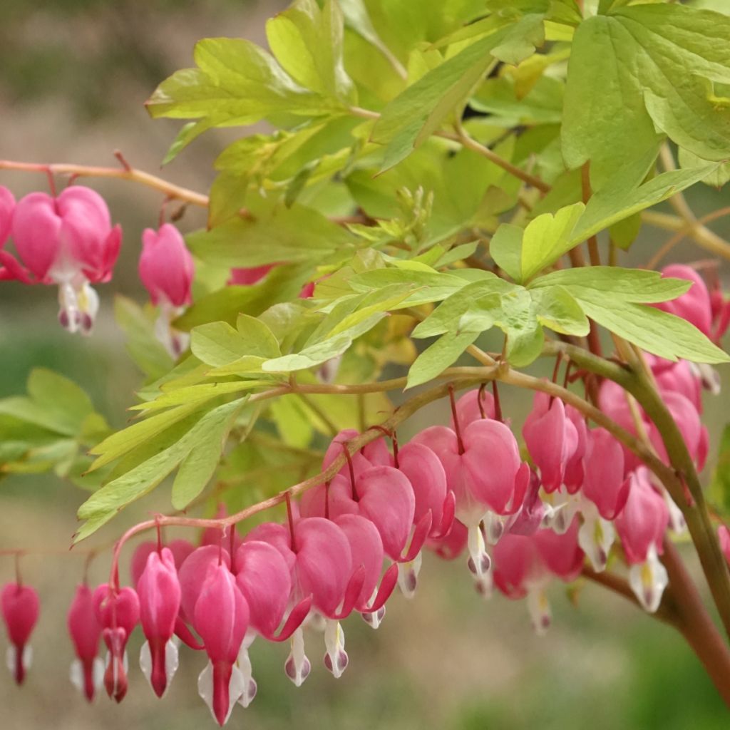Coeur de Marie - Dicentra spectabilis Yellow Leaf