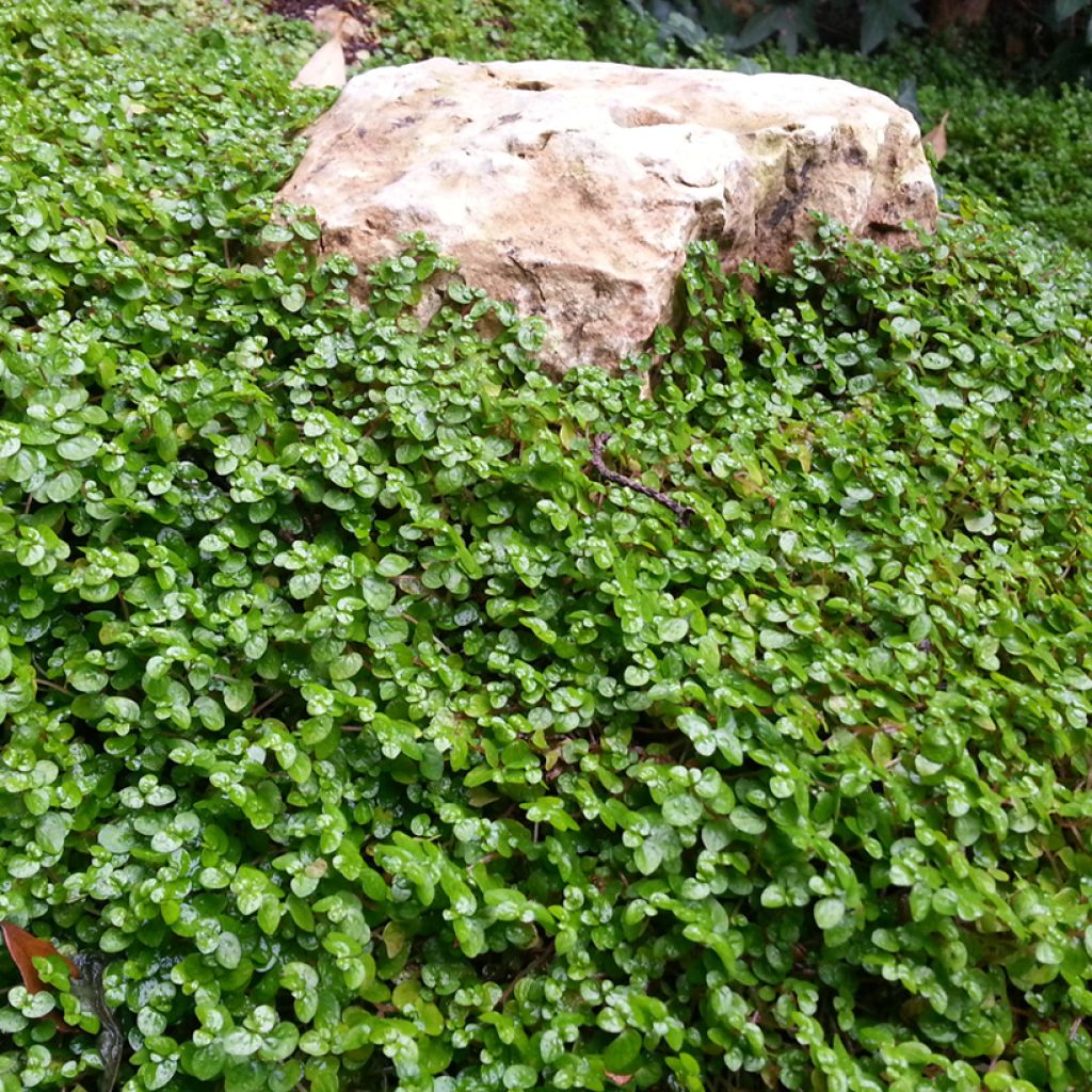Graines de gazon Dichondra TURFLINE