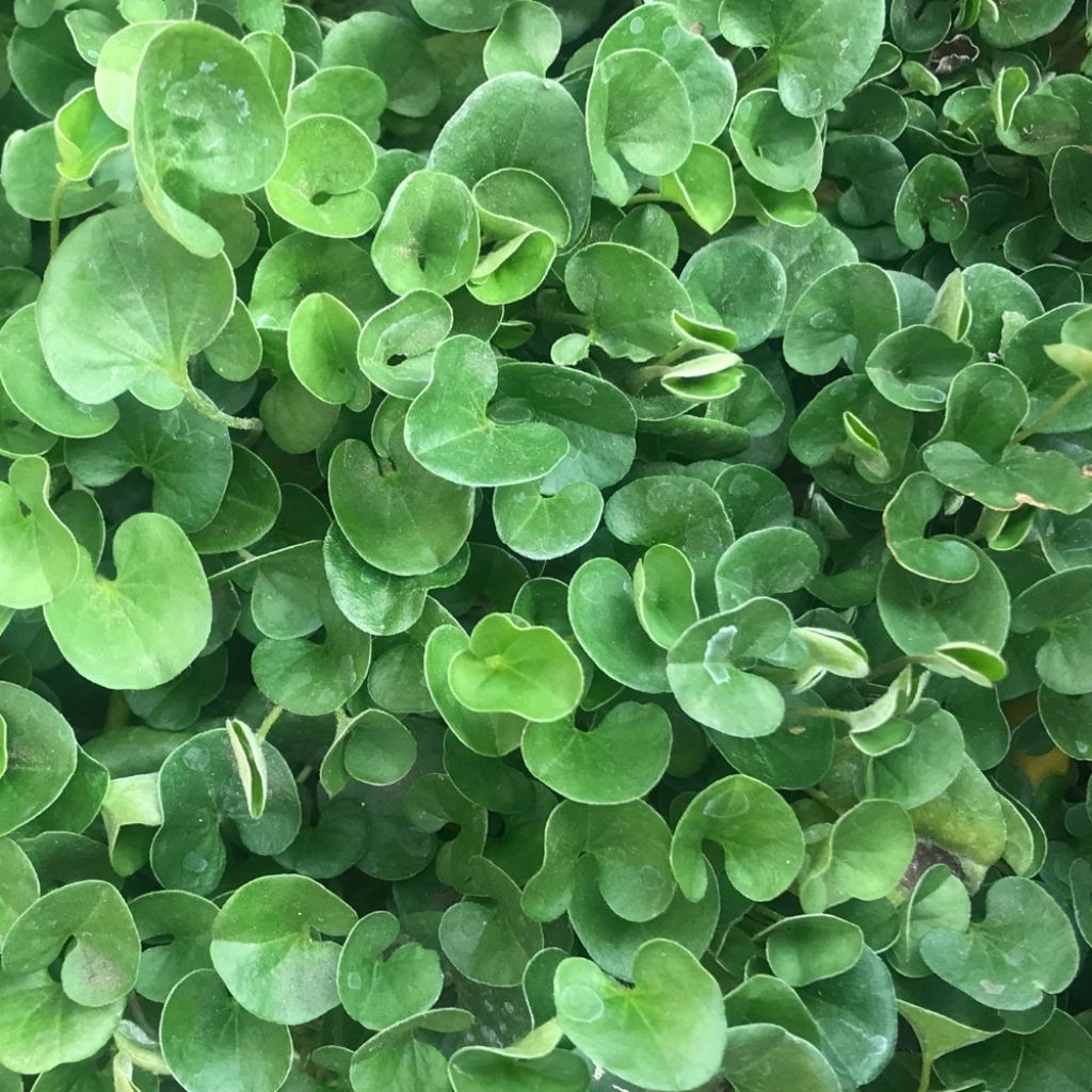 Dichondra repens - Dichondra rampant