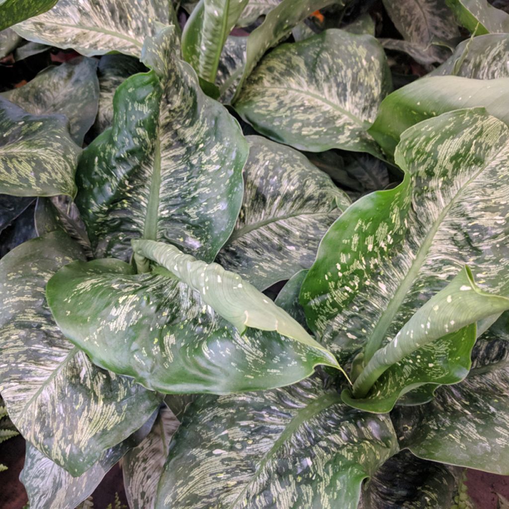 Dieffenbachia Tropic Snow