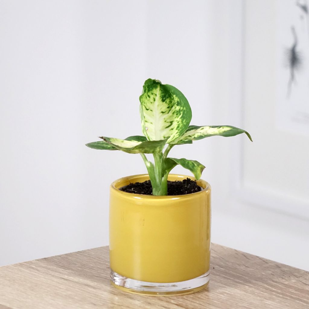 Dieffenbachia maculata Amy