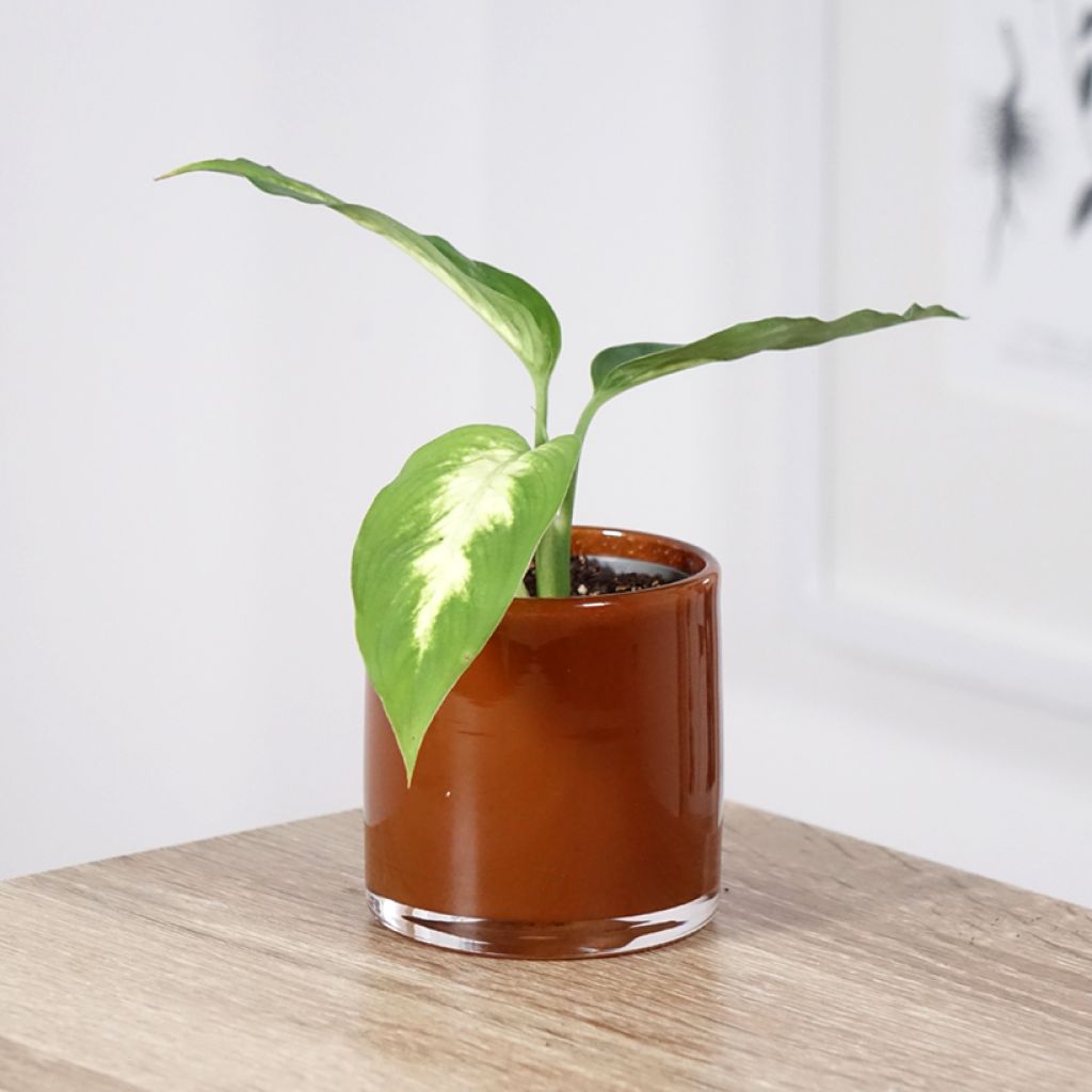 Dieffenbachia Camilla
