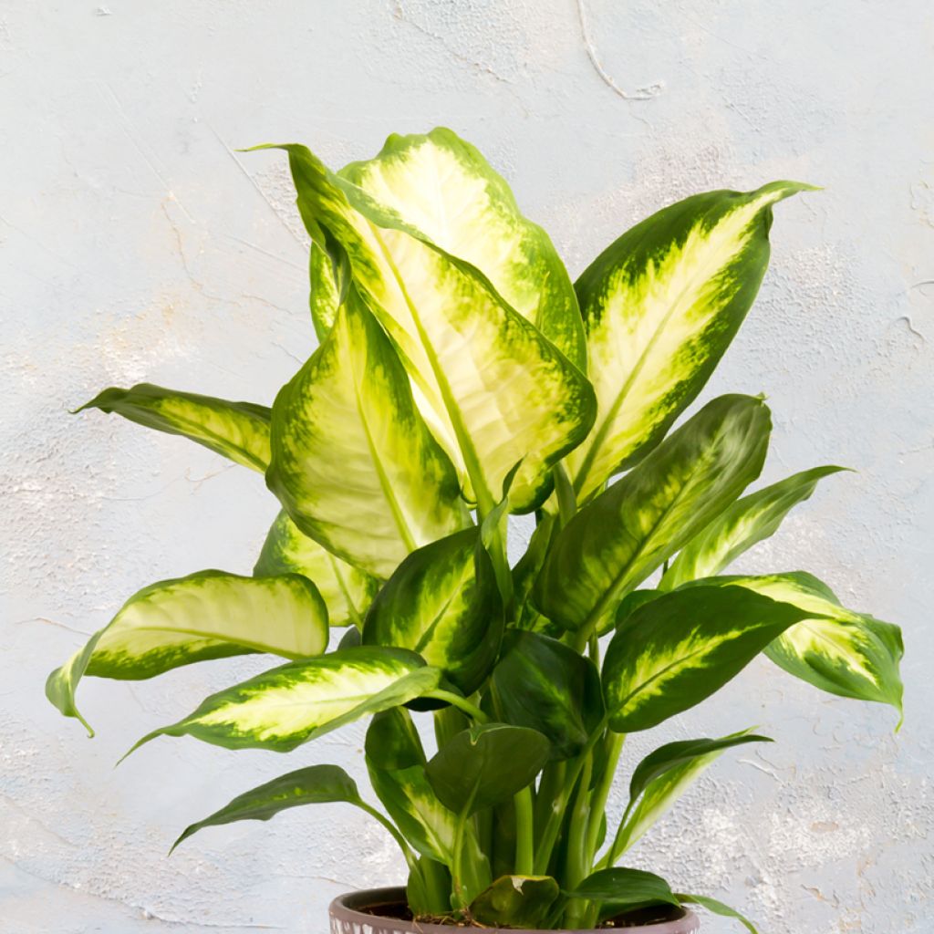 Dieffenbachia Camilla