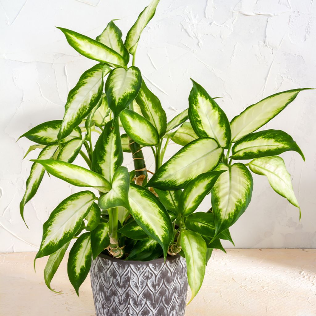 Dieffenbachia Camilla