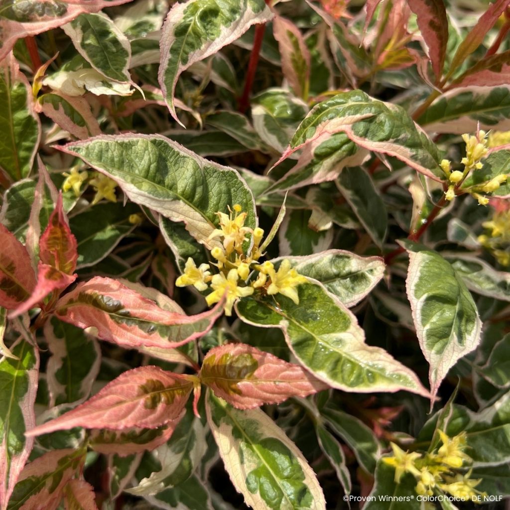 Diervilla Kodiak Mixx