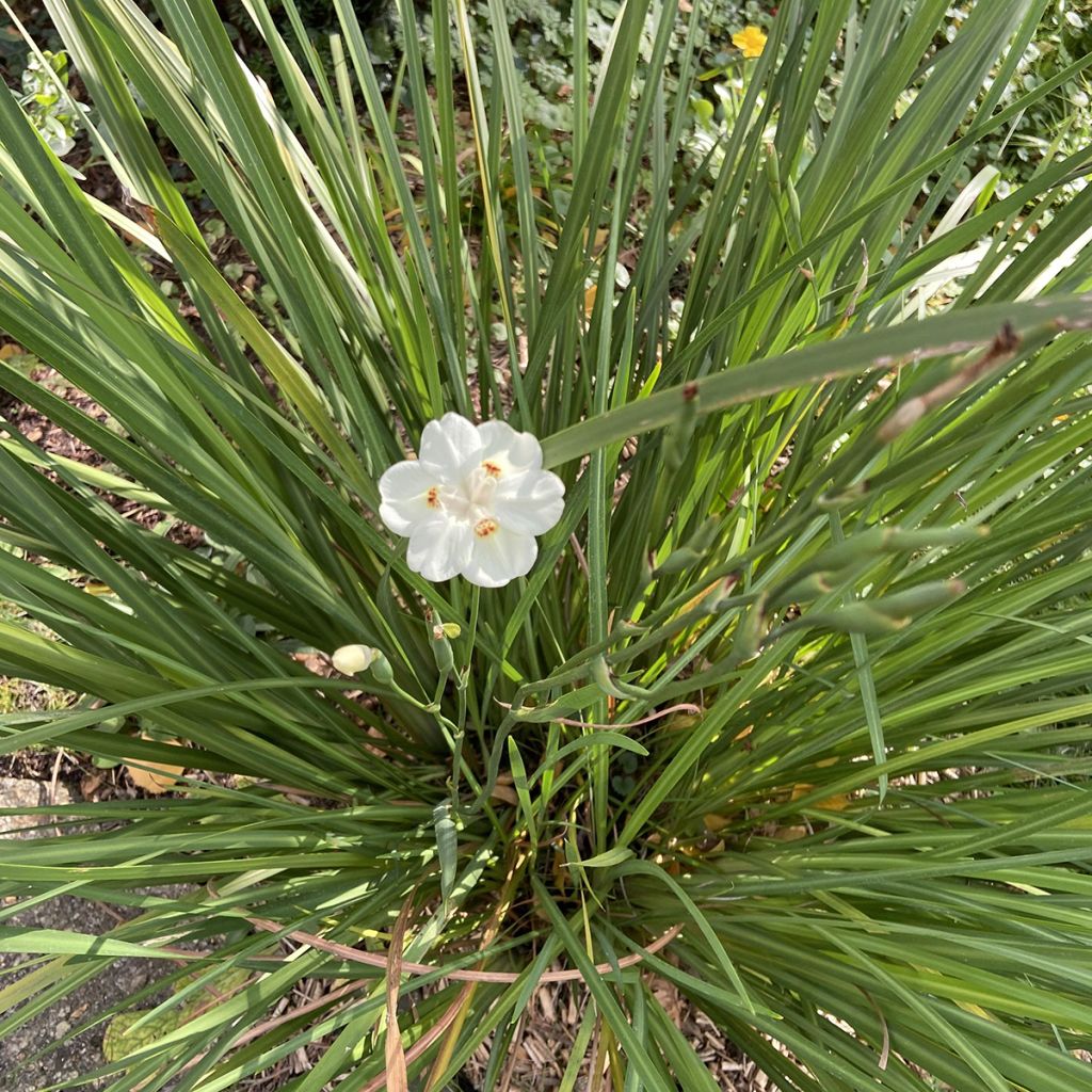 Dietes bicolor - Iris espagnol