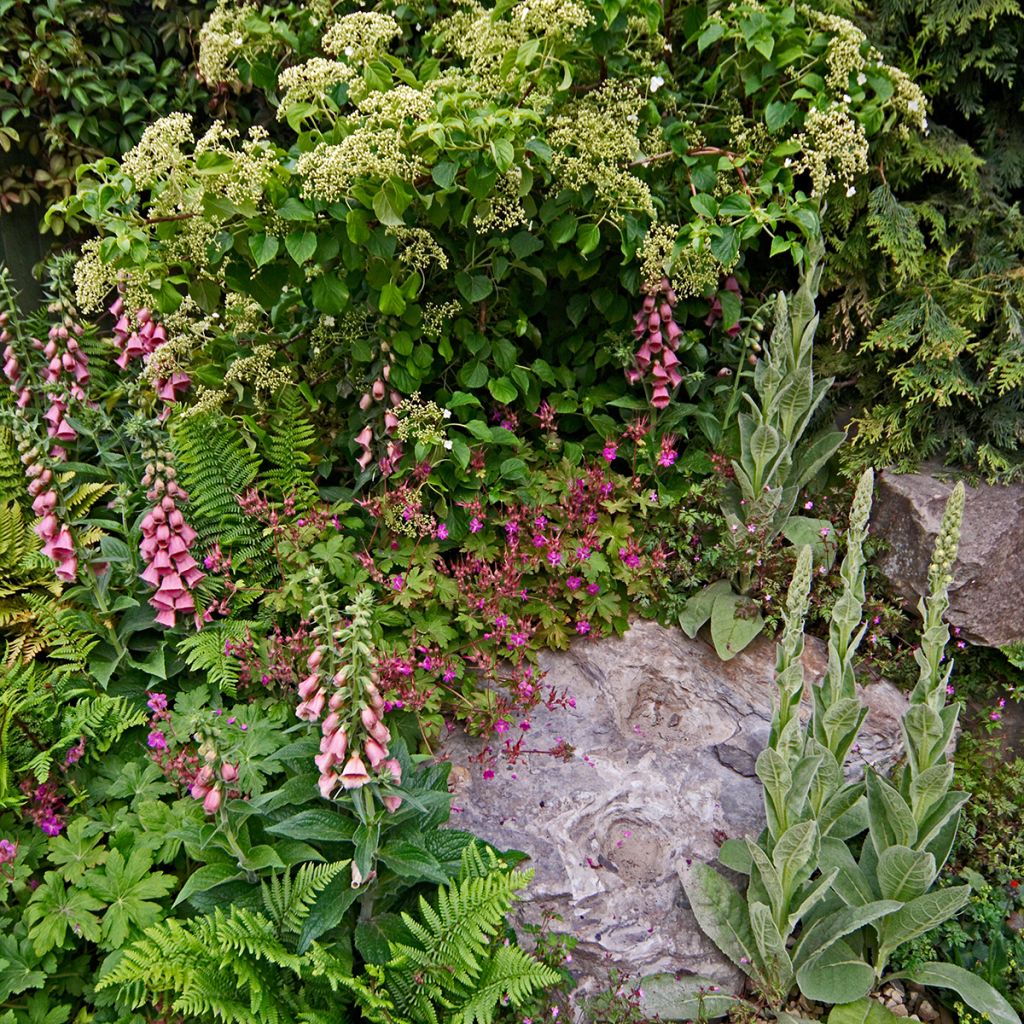 Digitale de Merton- Digitalis mertonensis