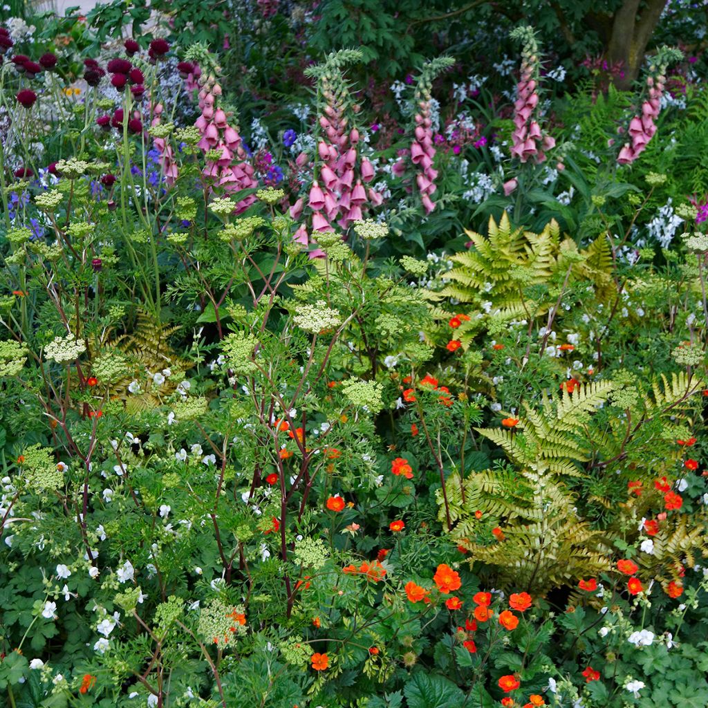Digitale de Merton- Digitalis mertonensis