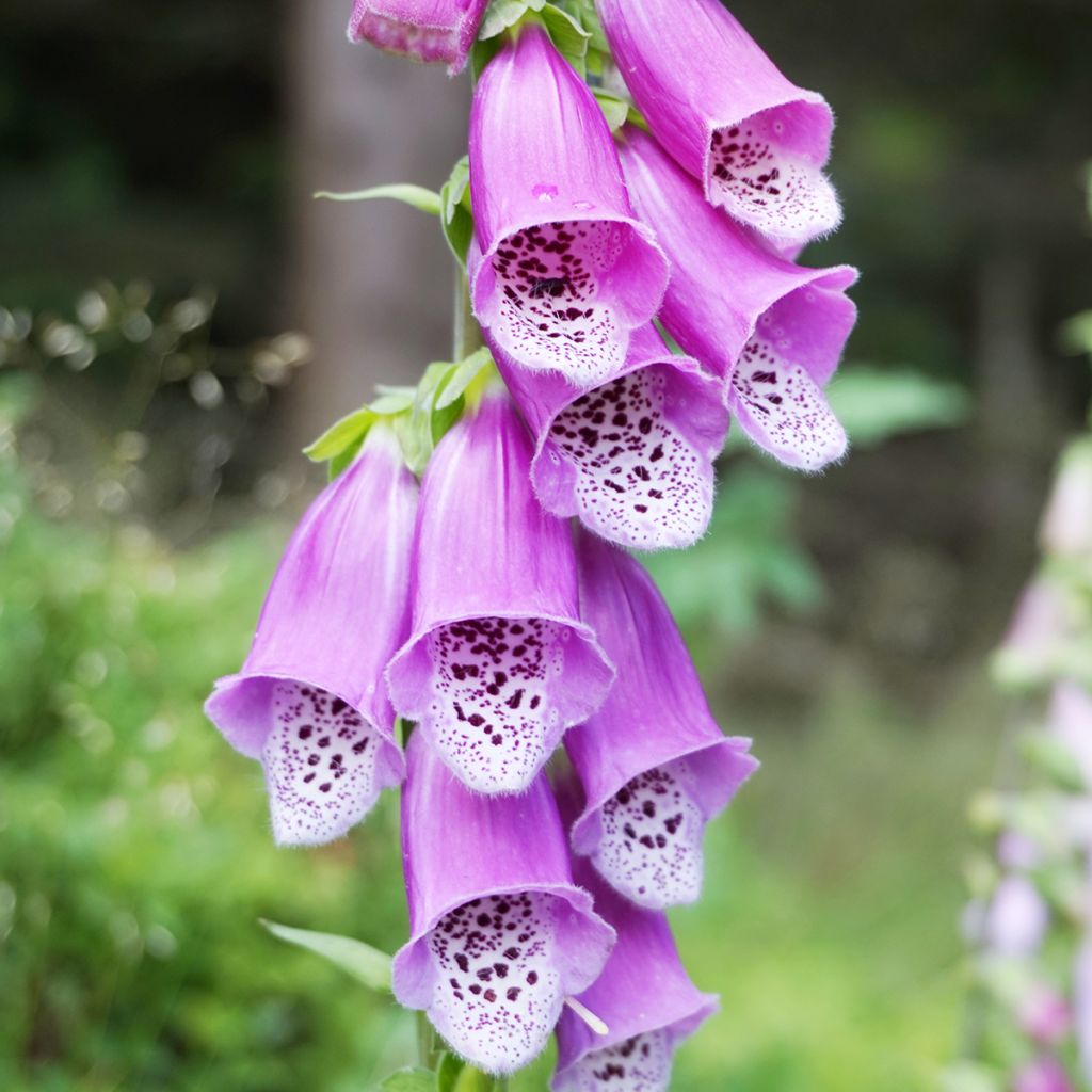 Digitale purpurea - Gant de notre-dame