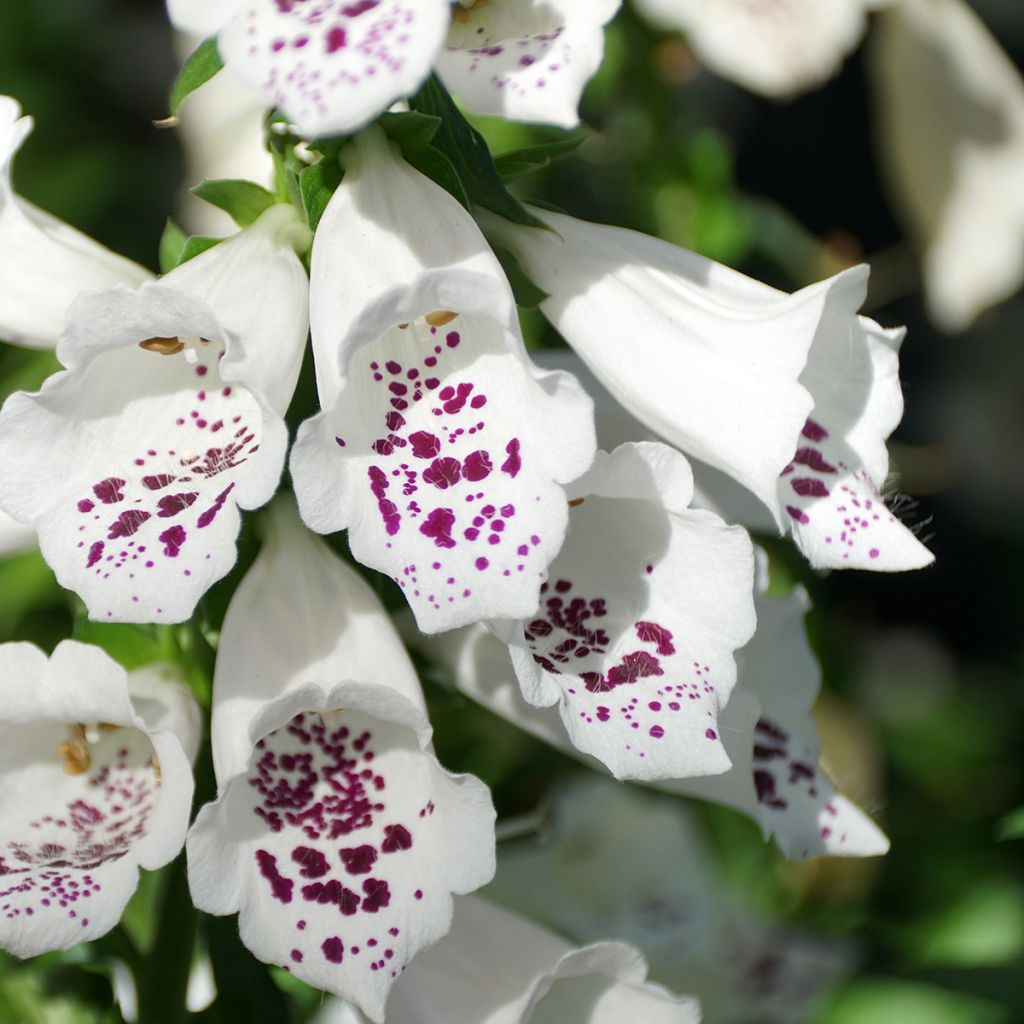 Graines de Digitale Dalmatian White F1