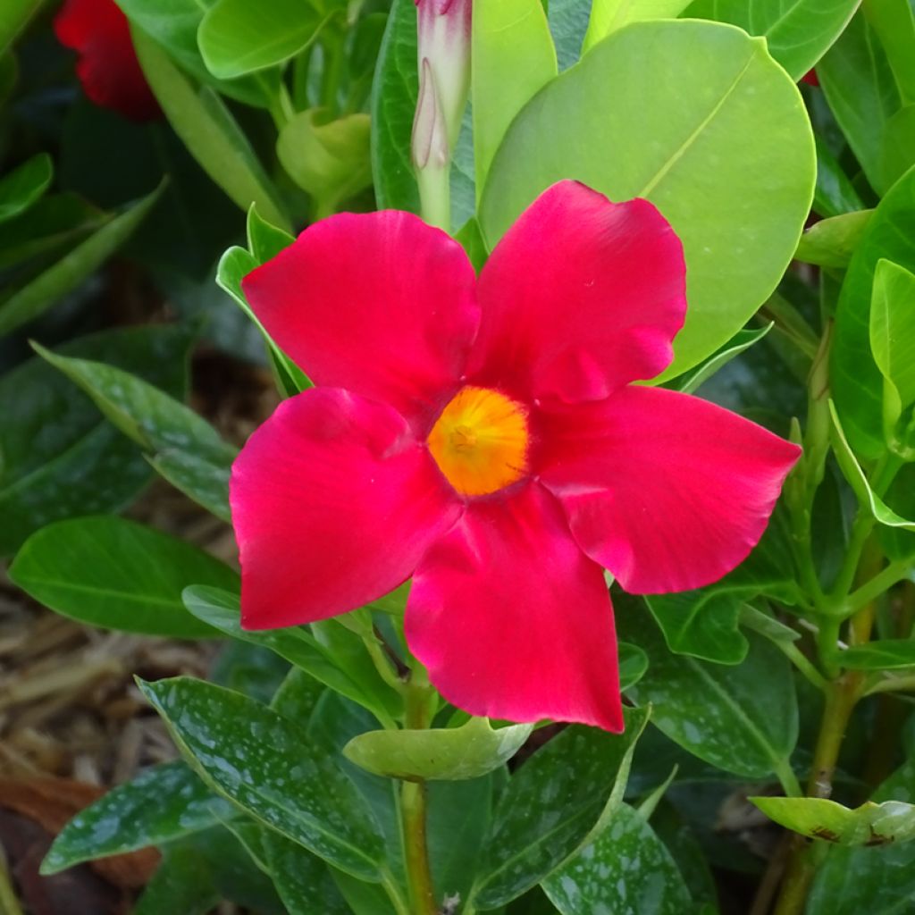Dipladénia BELLA Compact Red