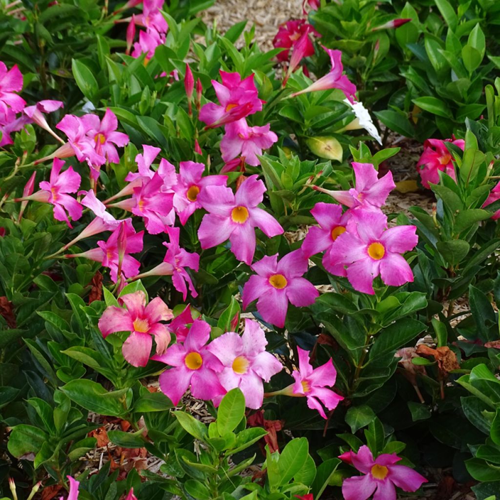 Dipladénia BELLA Pink