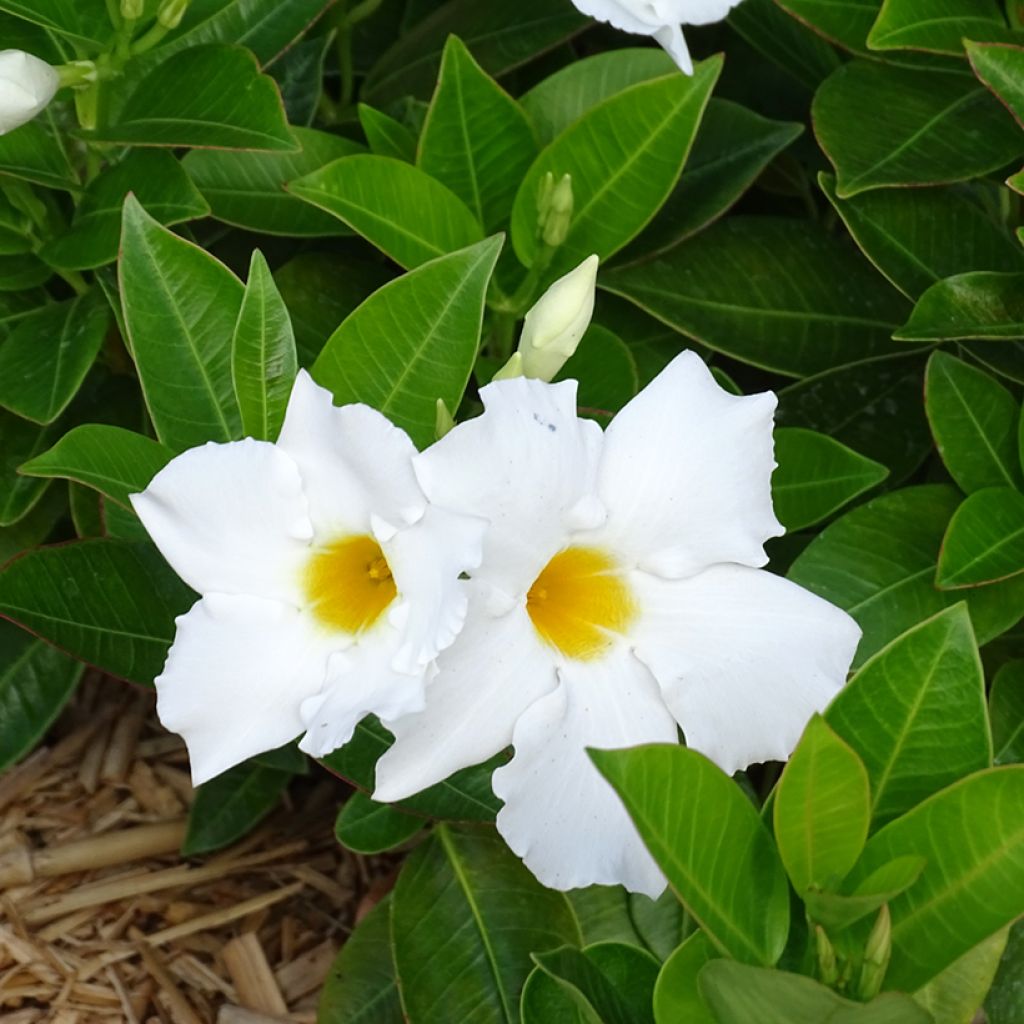 Dipladénia BELLA White